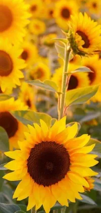 This stunning phone live wallpaper showcases a breathtaking field of sunflowers on a sunny late summer evening