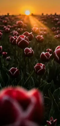 This stunning phone live wallpaper features a picturesque field of red tulips set against the backdrop of a sunset