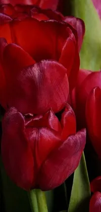 This phone live wallpaper features a beautiful close-up of red tulips