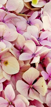 This phone live wallpaper showcases the stunning image of renaissance-style pink hydrangea flowers up close
