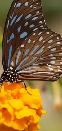 This live wallpaper for your phone features a gorgeous close-up scene of a butterfly perched on a colorful flower