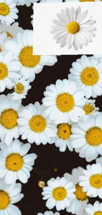 This phone live wallpaper boasts a stunning cluster of white flowers with vibrant yellow centers