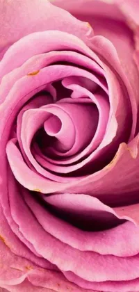 This live wallpaper features a stunning pink rose flower up close, with spiralling plum petals creating a mesmerizing vortex effect