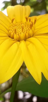 Enhance your phone with a nature-inspired wallpaper! This live phone wallpaper features a stunning zoomed-in image of a beautiful yellow flower with its lush green leaves in the background