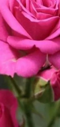 Looking for a stunning live wallpaper for your phone? Check out our pink rose in a vase design! This close-up image shows off the rich, deep pink hues of the rumble roses, with a backdrop of beautiful salvia for added contrast