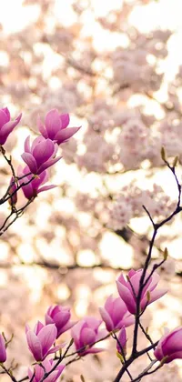 This stunning phone live wallpaper showcases a beautiful art nouveau-inspired design with a pink magnolia tree in the background and purple trees creating a decorative border