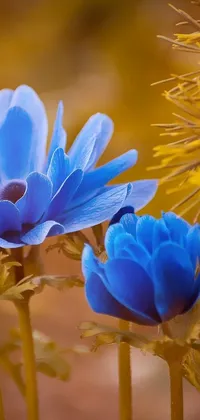 This live phone wallpaper showcases a breathtaking selection of bright blue flowers, set against a picturesque desert background