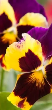 This live wallpaper showcases a stunning close up of a purple and yellow flower, captured with a premium DSLR camera and sourced from Pexels