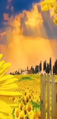 This live wallpaper for phones features an animated field of sunflowers next to a wooden fence