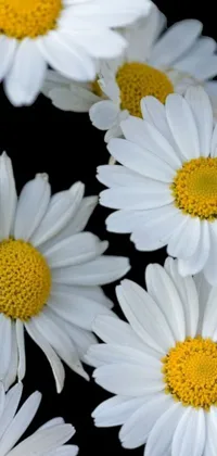 Elevate your phone screen with this stunning live wallpaper! Featuring photorealistic white flowers with yellow centers on a black background, this wallpaper is a sight to behold