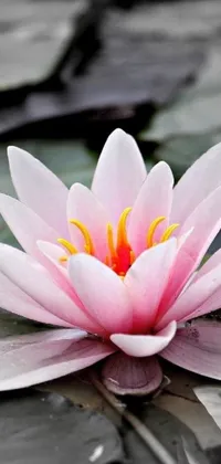 This live phone wallpaper showcases a striking pink flower gently floating atop a calm water surface