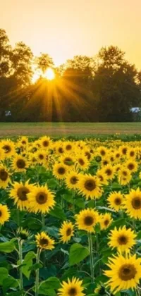 This phone live wallpaper showcases a mesmerizing field of sunflowers against a picturesque sunset