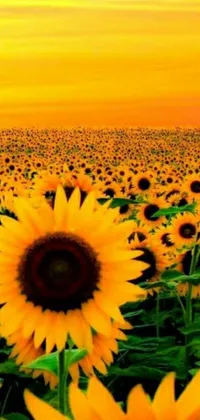 Get lost in a breathtaking scene of a sunflower field illuminated by a glorious sunset