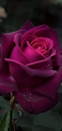 Introducing a stunning live wallpaper for your phone that features a deep purple Rose with glistening water droplets adding a realistic and fresh look