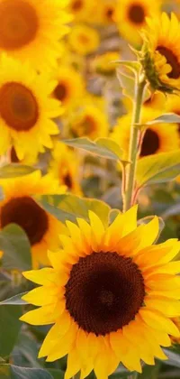 Enjoy a stunning live wallpaper featuring a field of sunflowers on a sunny day
