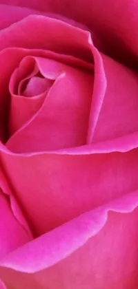 This live phone wallpaper features a stunning close-up of a pink rose with green leaves