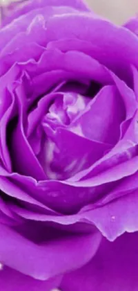 This stunning live wallpaper features a close-up of a purple rose in a vase that radiates vibrant and powerful energy
