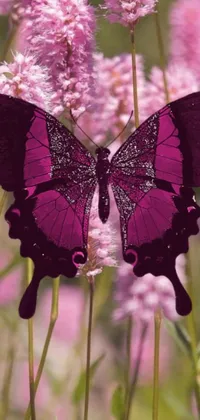 This charming live wallpaper showcases a delightful butterfly perched on a colorful flower