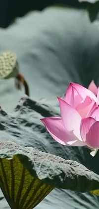 Bring the beauty of nature to your phone with this exquisite live wallpaper