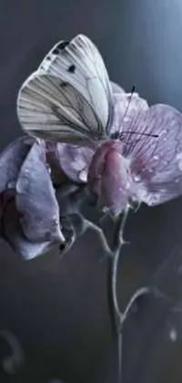 Adorn your phone with an exquisite flower live wallpaper