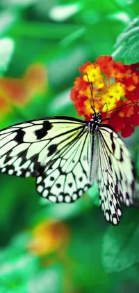 This phone live wallpaper showcases a stunning image of a white butterfly with black spots resting on a flower