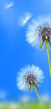 Get transported to a world of magic and tranquility with this stunning live wallpaper for your phone! Featuring two dandelions swaying in the breeze against a blue sky, this mesmerizing wallpaper creates a sense of peace and serenity on your phone screen
