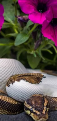 This close-up live wallpaper showcases a mesmerizing photograph of a snake with flower accents