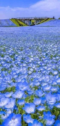 This phone live wallpaper features a beautiful field of blue flowers with a bridge in the background