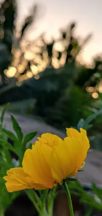 This phone wallpaper features a lovely yellow flower atop a lush green plant