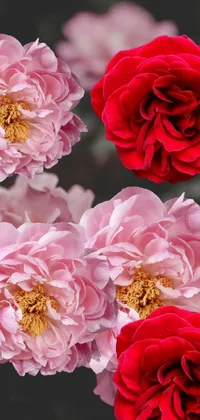 This live wallpaper for your phone showcases a gorgeous portrait of a prima ballerina standing amidst a stunning rose garden