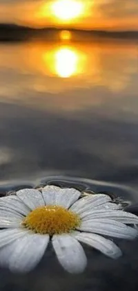 This stunning live wallpaper features a serene white flower gently floating atop a shimmering body of water, set against the backdrop of a breathtaking sunset
