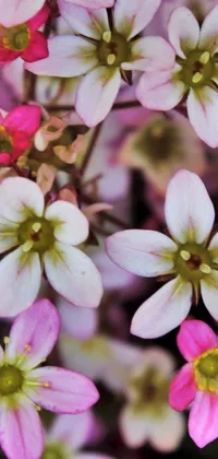 Transform your phone screen with this enchanting live wallpaper featuring pink and white flowers up close, surrounded by tiny stars