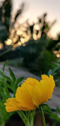 This live wallpaper features a yellow flower atop a lush green field with a marigold celestial vibe