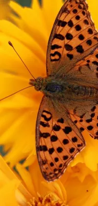 This beautiful phone live wallpaper features a stunning yellow butterfly sitting atop a vibrant yellow flower