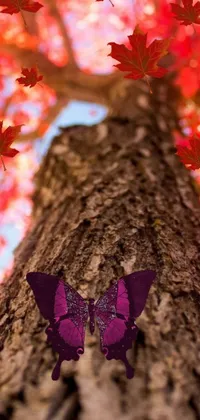This phone live wallpaper features a purple butterfly perched atop a tree amidst stunning autumn maples