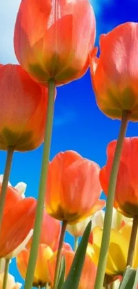 Add a pop of color to your phone with this stunning live wallpaper! You'll be greeted by a field of orange and yellow tulips set against a blue sky background, digitally created in vibrant red and green hues