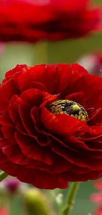 This stunning phone live wallpaper showcases a profile view of vibrant red anemone flowers up close