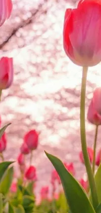 Bring the freshness of spring to your phone with this stunning live wallpaper