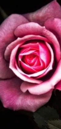 This live wallpaper features a detailed close-up of a stunning pink rose set on a black background