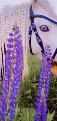 This dynamic live phone wallpaper showcases a white horse in a breathtaking field of purple flowers