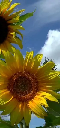 This sunflower live wallpaper for your phone device features a breathtaking image of two vibrant sunflowers side by side