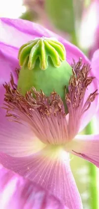 This stunning phone live wallpaper showcases a close-up of a beautiful pink flower with a green center and budding bloom