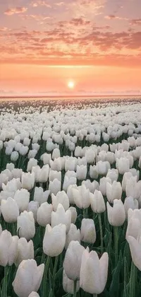 Introducing a phone live wallpaper featuring a field of beautiful white tulips set against a majestic sunset in the background