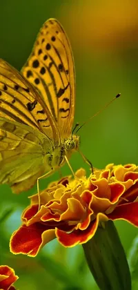 This live phone wallpaper showcases a butterfly sitting on a flower against a beautifully detailed marigold background