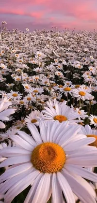 This phone live wallpaper showcases a stunning field of white and yellow flowers in photorealistic detail