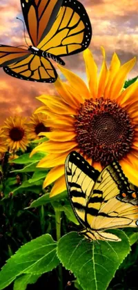 This phone live wallpaper showcases a surrealistic image of two butterflies sitting on a colorful sunflower against a sunrise backdrop