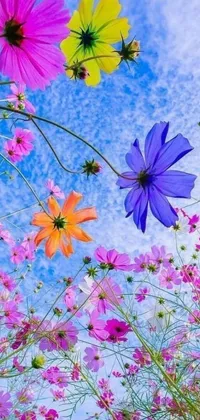 Looking for a beautiful live wallpaper for your phone? Take a look at this amazing field of flowers with a blue sky background! This fine art piece depicts a season-themed sky background and features an array of miniature cosmos flowers