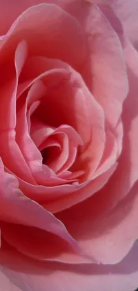 This phone live wallpaper features a stunning close-up image of a pink rose