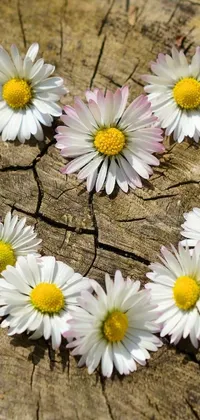 This delightful phone live wallpaper is adorned with a heart shaped arrangement of daisies on a rustic piece of wood backdrop