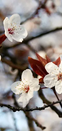 This lovely phone live wallpaper showcases a beautiful close up of white flowers on a tree, perfect for those who love romanticism and the colors red, brown and white